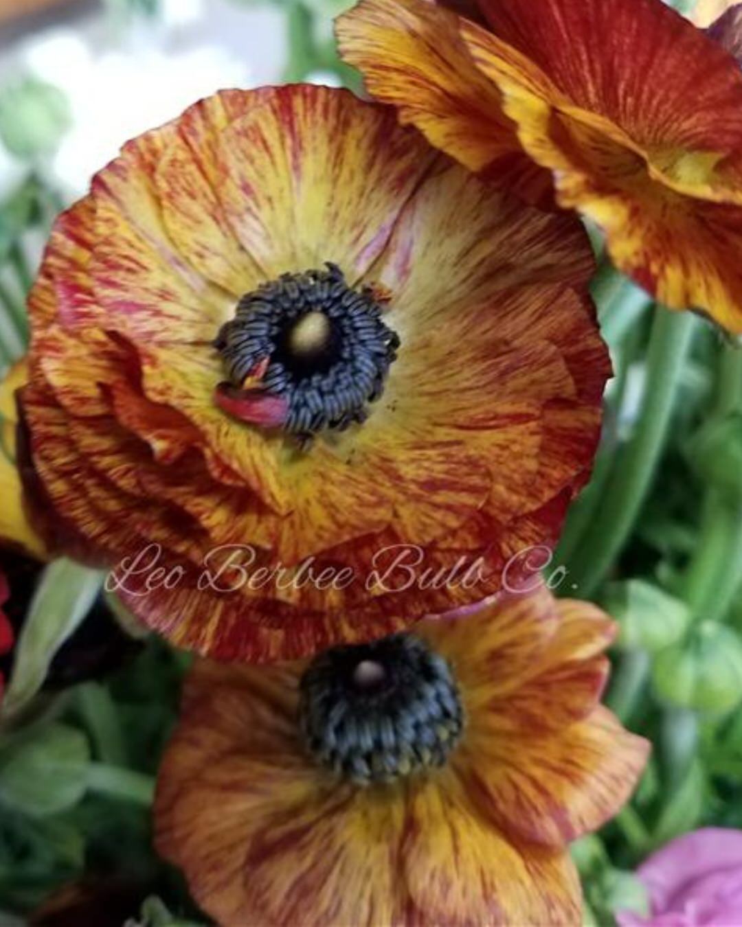 Ranunculus Tecolote Café