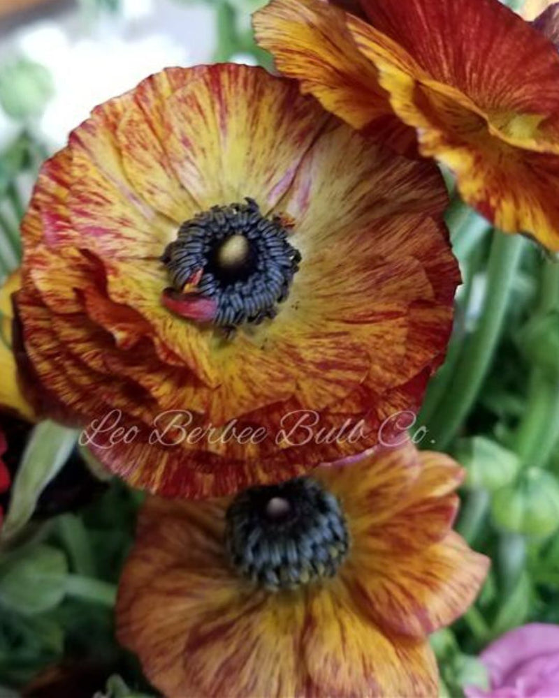 Ranunculus Tecolote Café