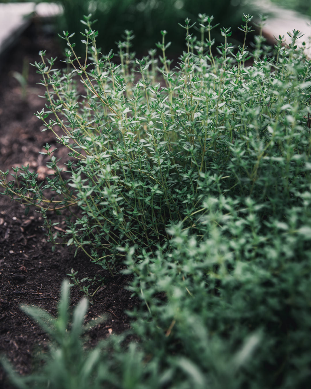 Thyme 'German Winter'