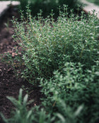 Thyme 'German Winter'