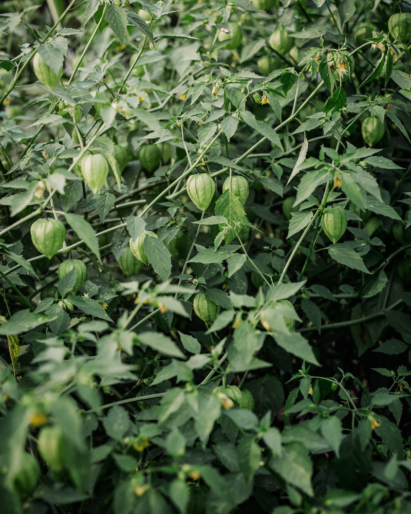 Tomatillo 'Toma Verde'