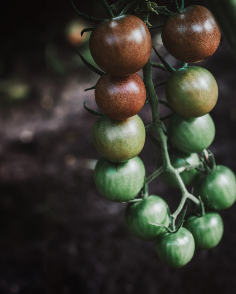 Tomato 'Black Cherry'