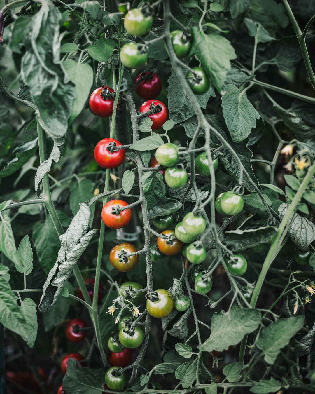 Tomato 'Supersweet 100'
