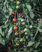 Tomato 'Supersweet 100'