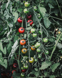 Tomato 'Supersweet 100'
