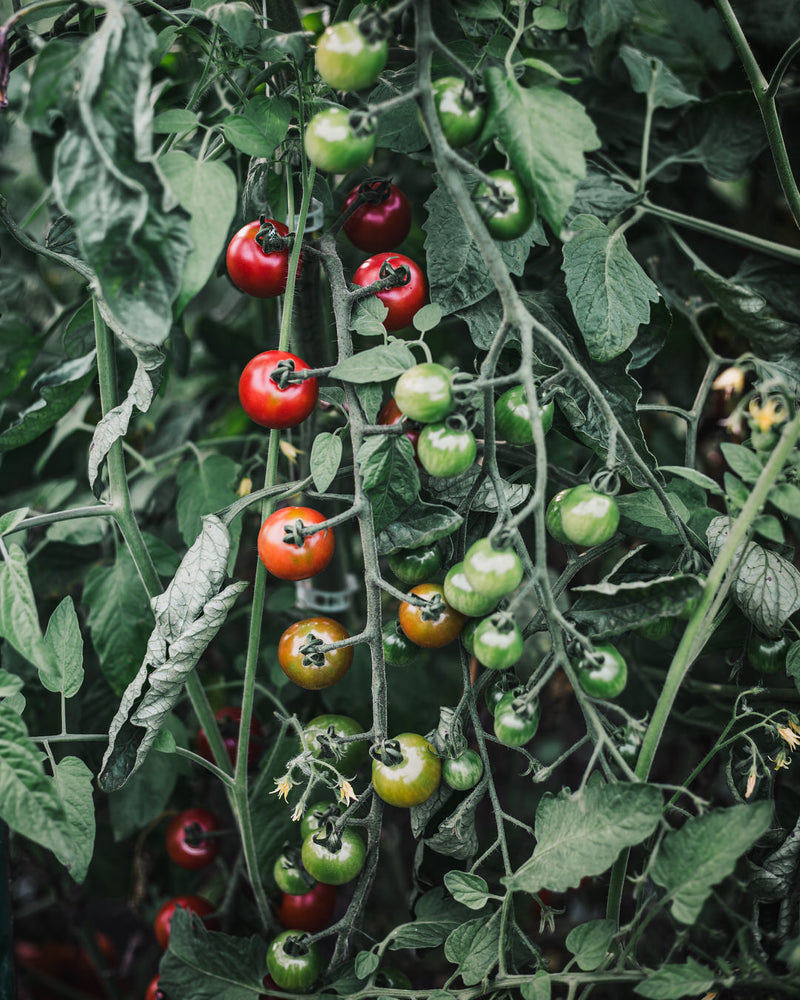 Tomato 'Supersweet 100'