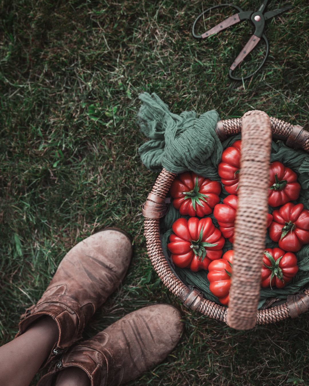 Tomato 'Costoluto Genovese'