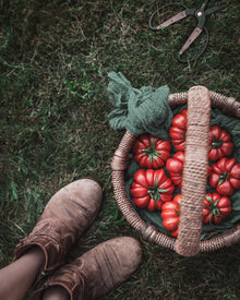 Tomato 'Costoluto Genovese'