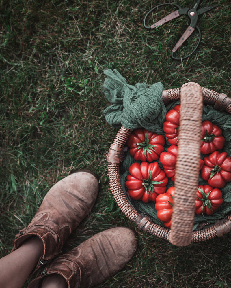 Tomato 'Costoluto Genovese'