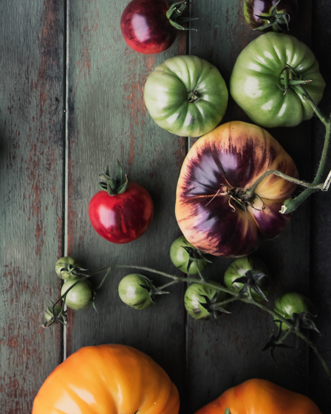 Tomato 'Sart Roloise'