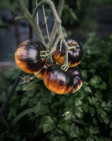 Tomato 'Sart Roloise'