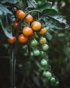 Tomato 'Sungold'