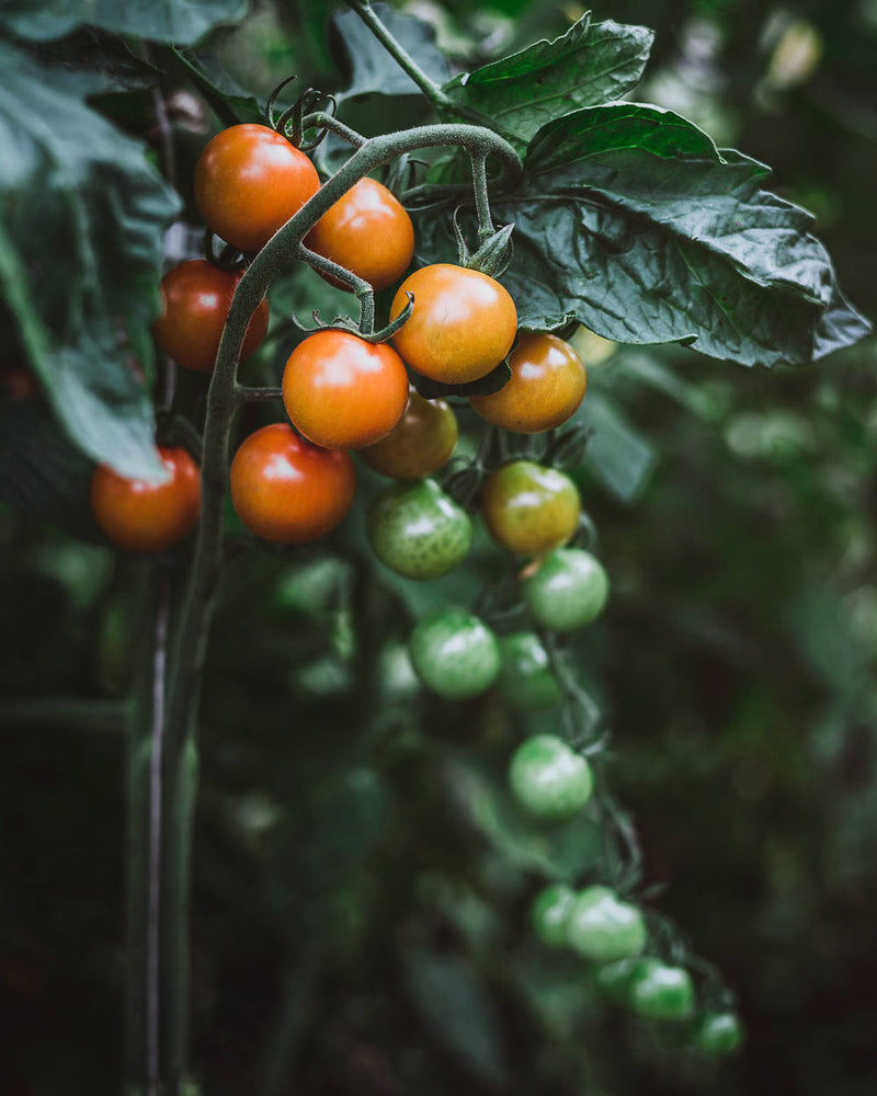 Tomato 'Sungold'