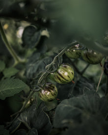 Tomato 'Black Strawberry'
