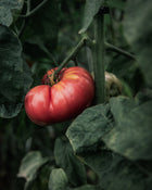 Tomato 'Brandywine (Quisenberry/Sudduth's Strain)'