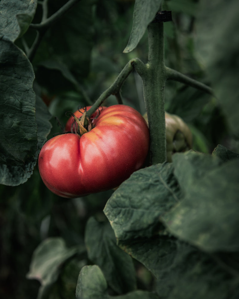 Tomato 'Brandywine (Quisenberry/Sudduth's Strain)'