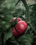 Tomato 'Brandywine (Quisenberry/Sudduth's Strain)'
