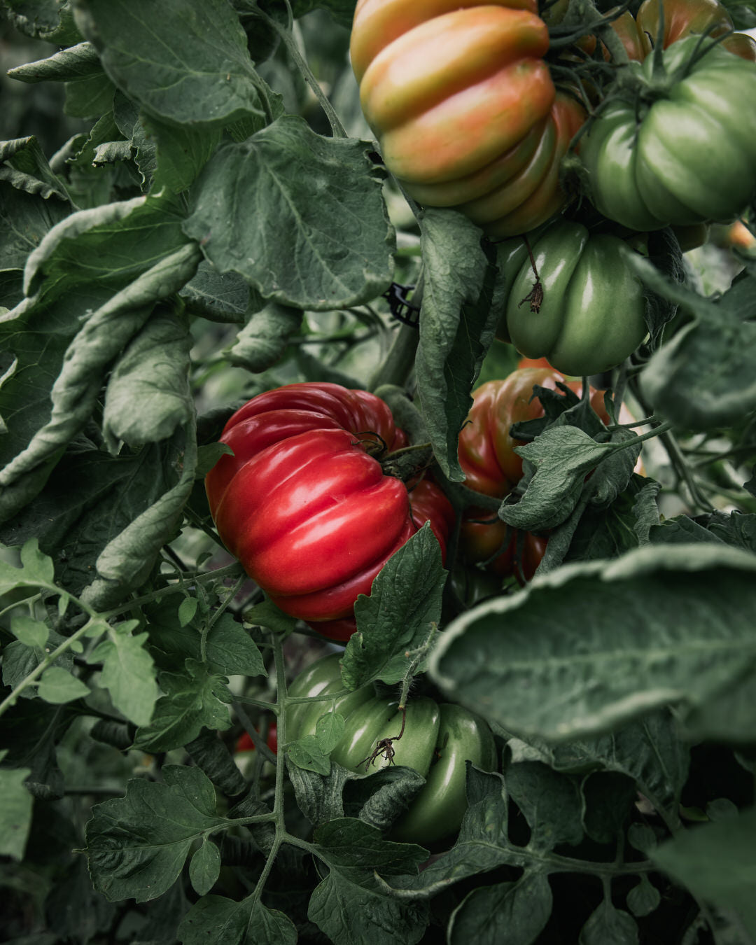 Tomato 'Costoluto Genovese'
