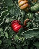 Tomato 'Costoluto Genovese'