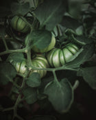 Tomato 'Costoluto Genovese'