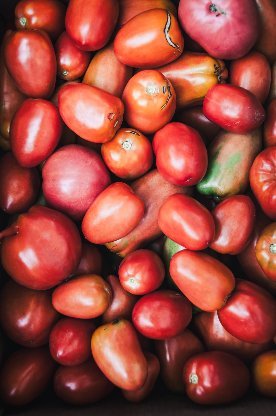 Tomato 'Opalka'