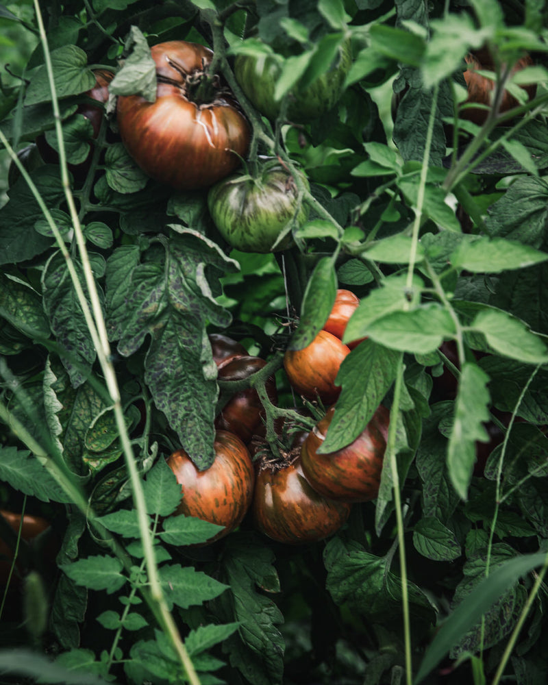 Tomato 'Pink Berkeley Tie Dye'