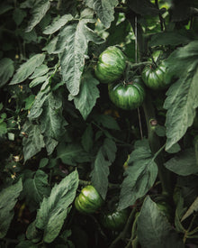 Tomato 'Pink Berkeley Tie Dye'
