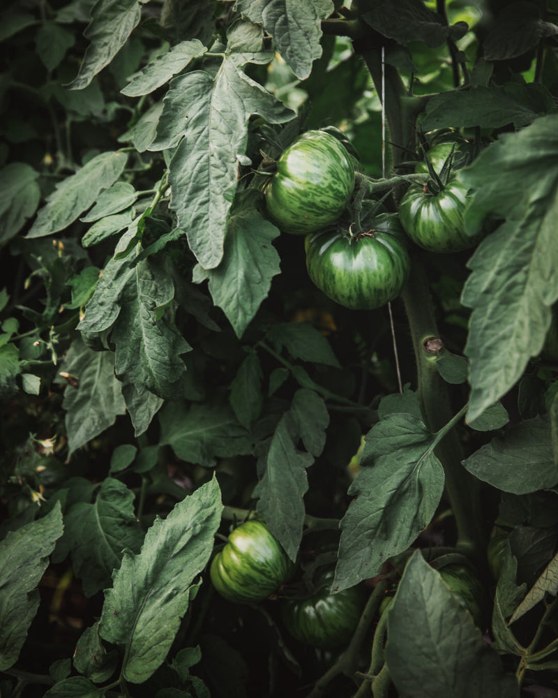 Tomato 'Pink Berkeley Tie Dye'