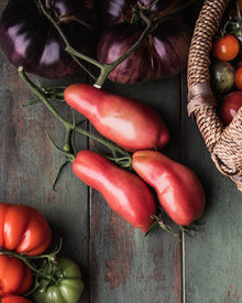 Tomato 'San Marzano II'