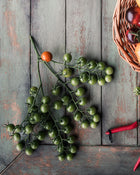 Tomato 'Sungold'