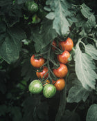 Tomato 'Sunrise Bumblebee'