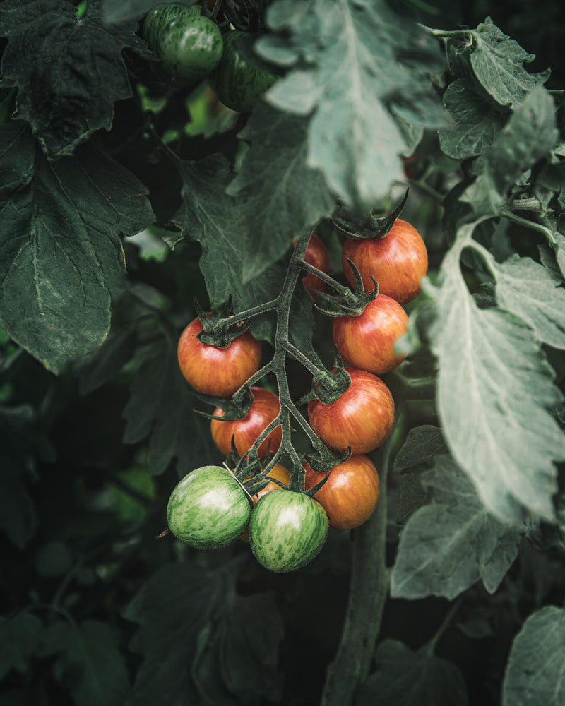 Tomato 'Sunrise Bumblebee'