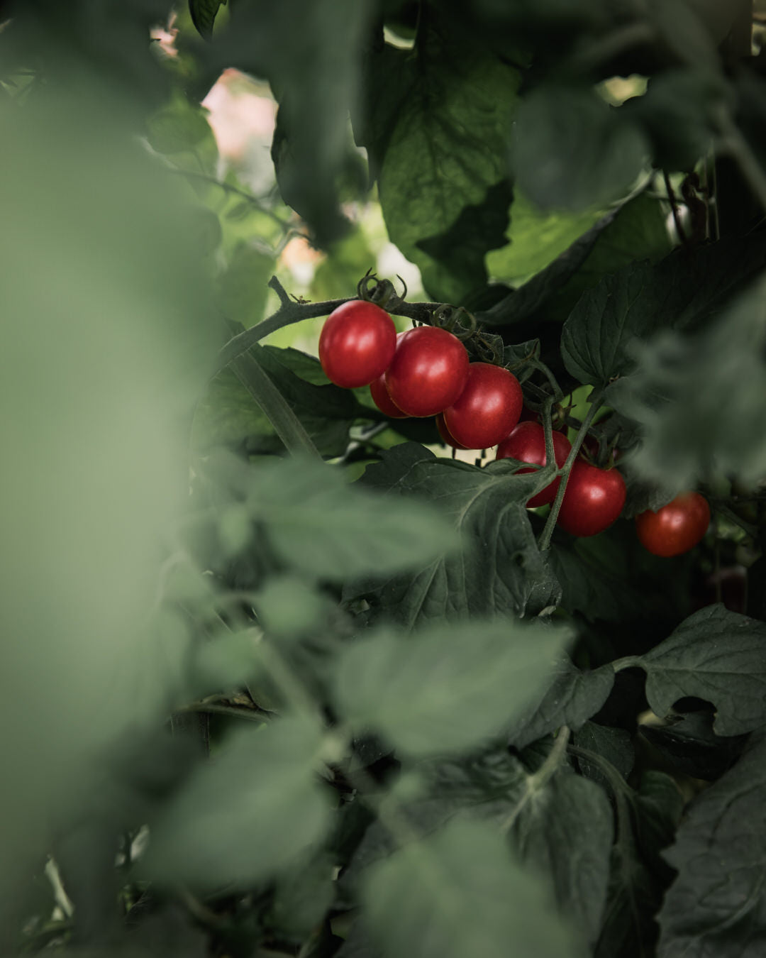 Tomato 'Supersweet 100'