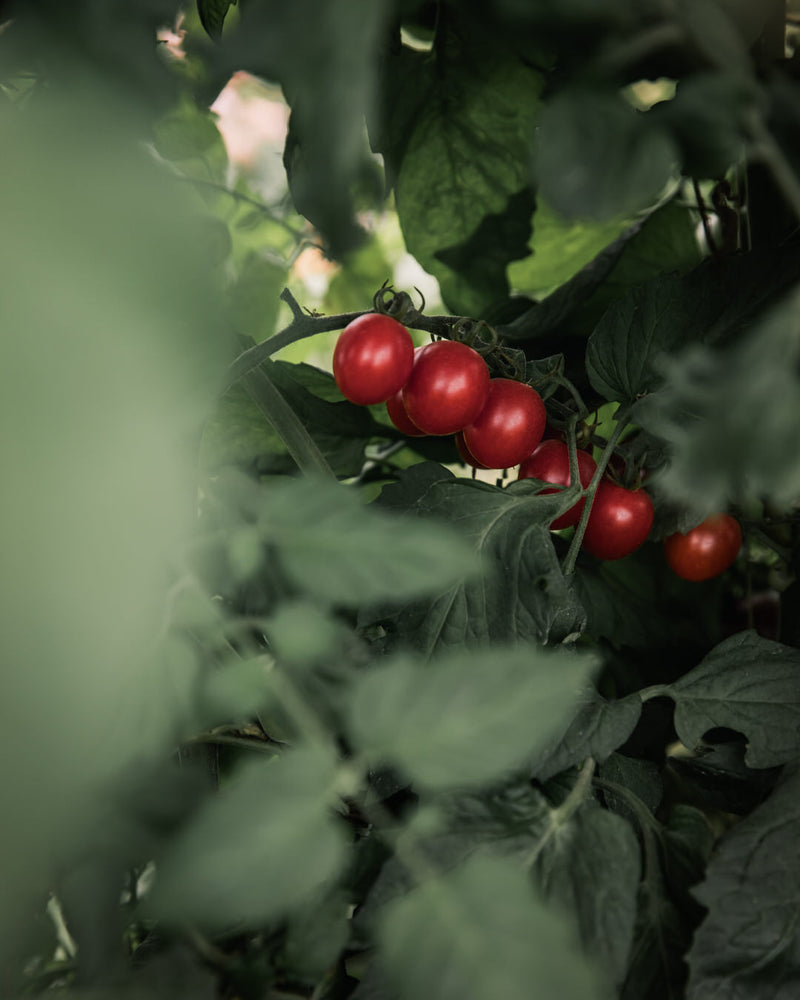 Tomato 'Supersweet 100'