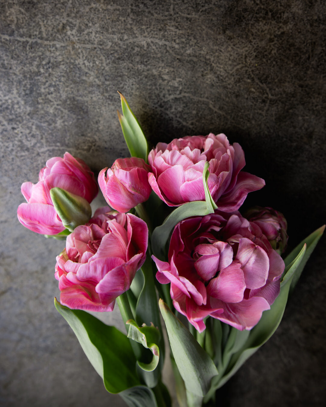 Tulip 'Amazing Grace®'