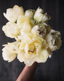 Tulip 'Avant Garde'