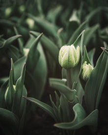 Tulip 'Avant Garde'