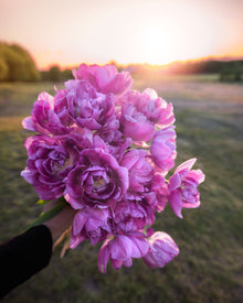 Tulip 'Backpacker'