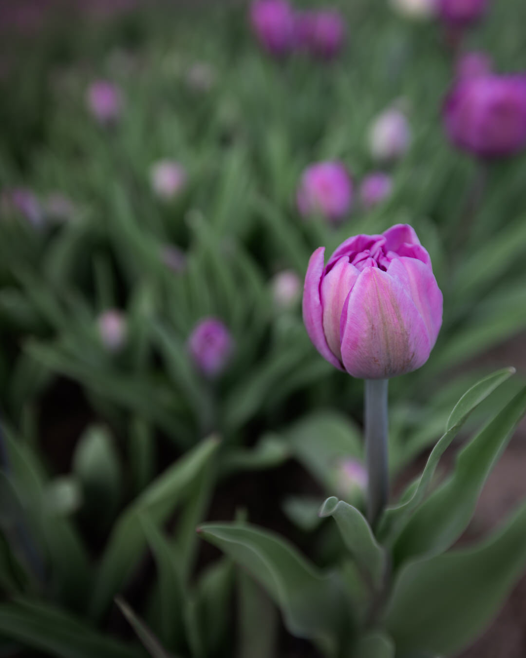 Tulip 'Backpacker'