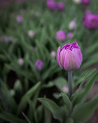 Tulip 'Backpacker'