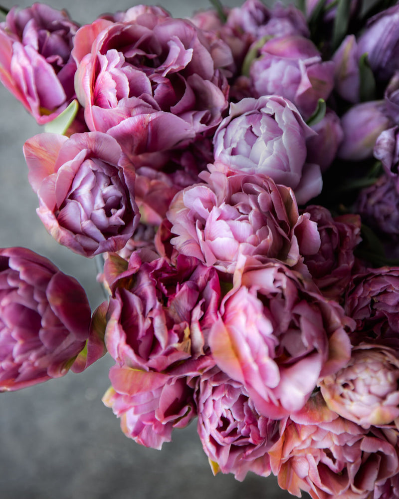 Tulip 'Beachberry' (Rare & Limited)