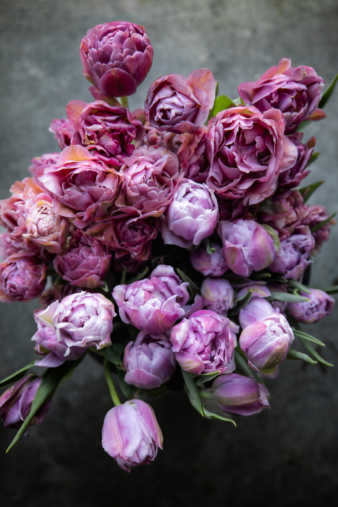 Tulip 'Katinka'