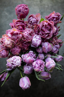 Tulip 'Katinka'