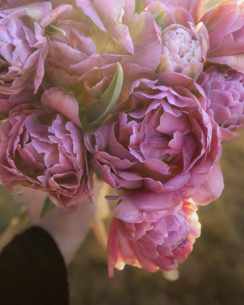 Tulip 'Beachberry' (Rare & Limited)