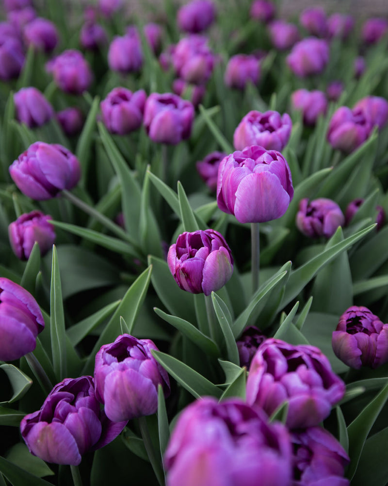 Tulip 'Blue Diamond'