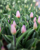 Tulip 'Candy Prince'