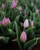 Tulip 'Candy Prince'