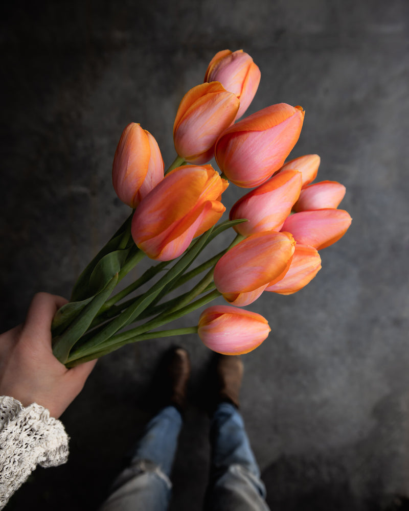 Tulip 'Dordogne'