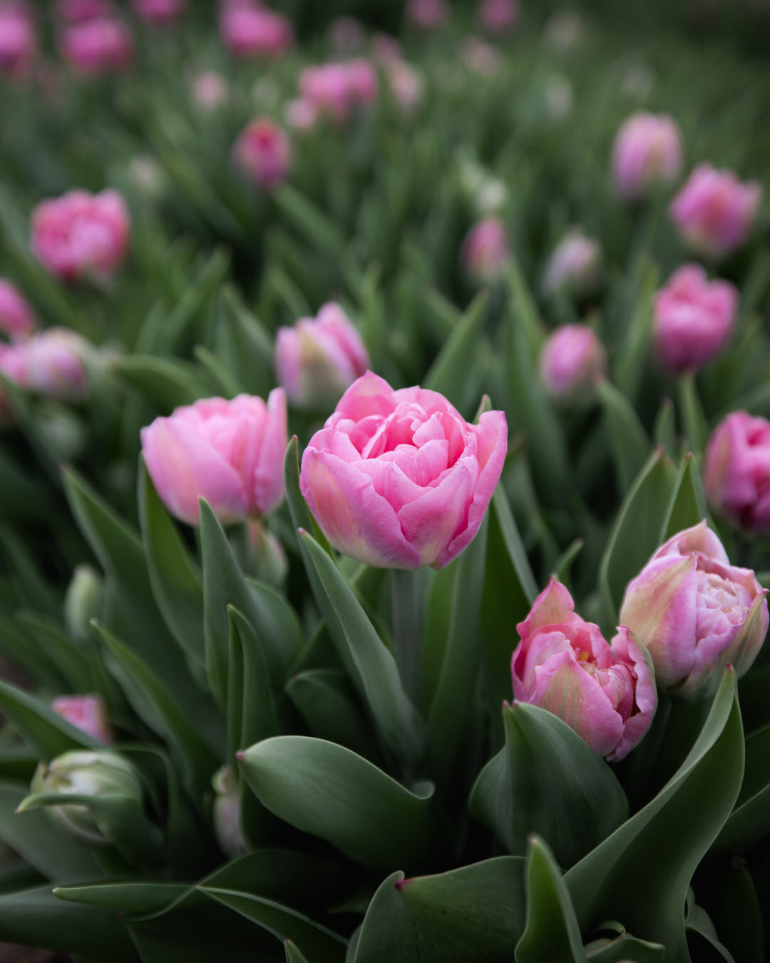 Tulip 'Dreamer'