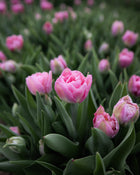 Tulip 'Dreamer'